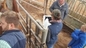 Analizzatore portatile Wearproof SVGA a 12,1 pollici di ultrasuono delle pecore della macchina di ultrasuono